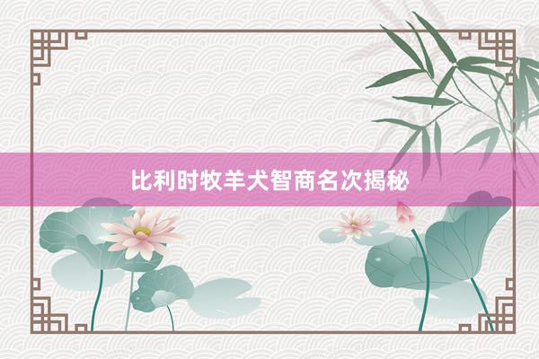 比利时牧羊犬智商名次揭秘