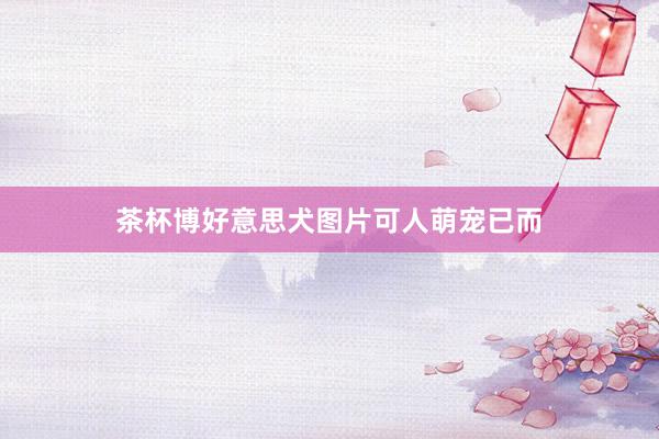 茶杯博好意思犬图片可人萌宠已而